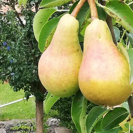 Апартаменты Jazz *